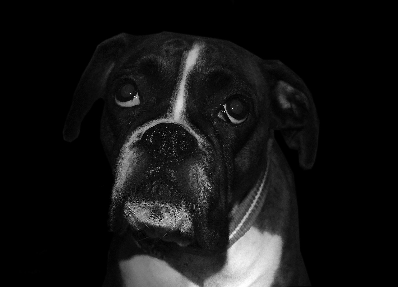 Image - boxer dog sad breed pet animal