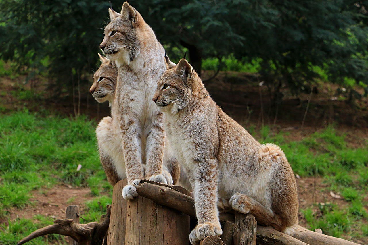 Image - lynx miranda crow zoo wild