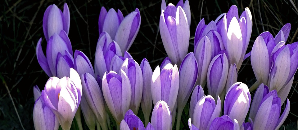 Image - crocus crocus flowers spring purple