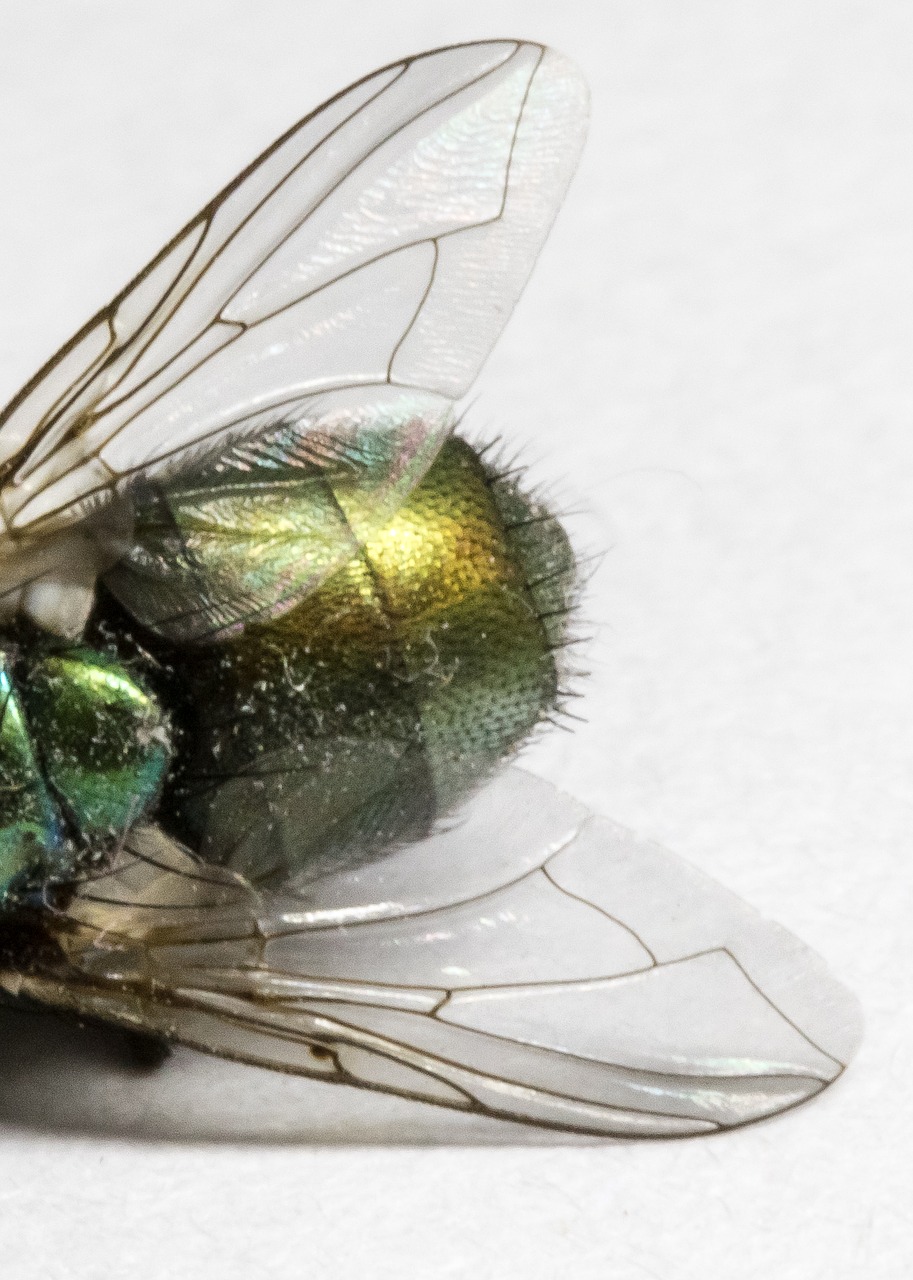 Image - fly dead green bug insect grim