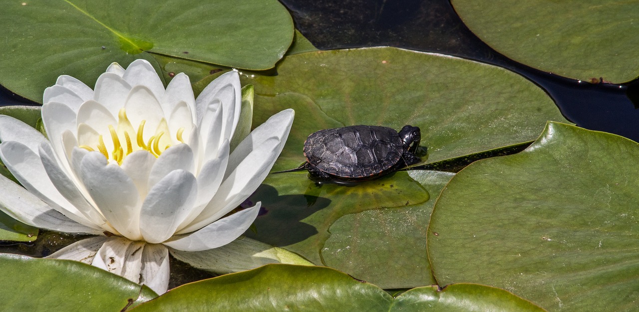 Image - lotus flower white lily pad turtle