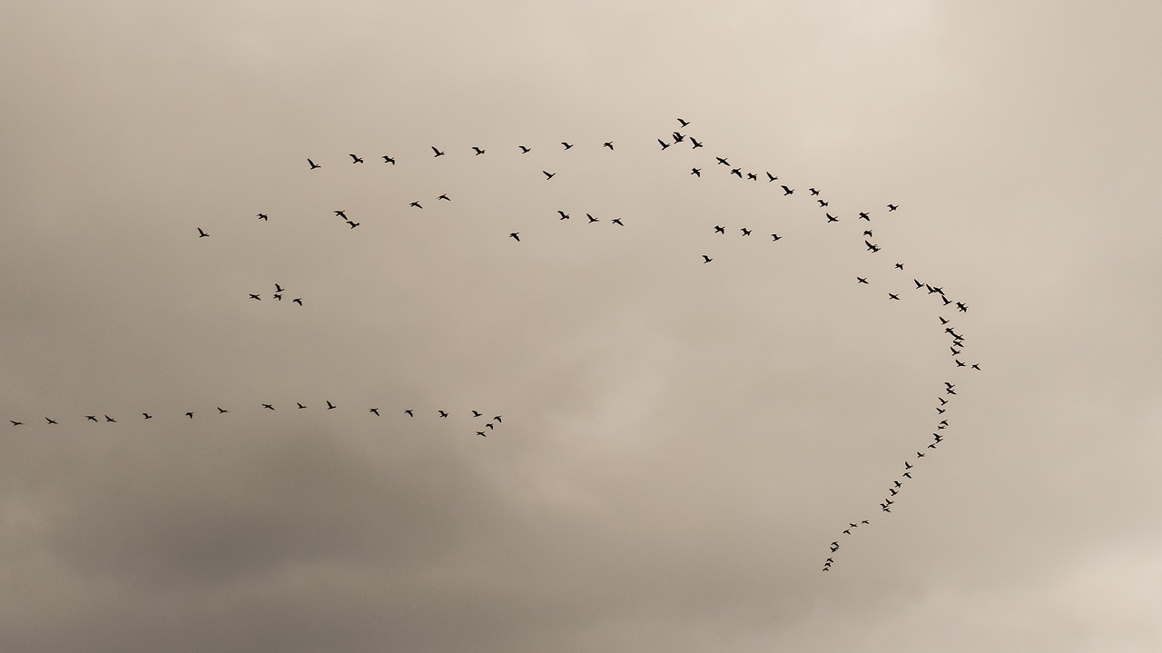 Image - swarm flock birds migratory birds