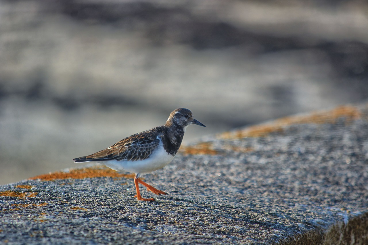 Image - bird plover ornithology nature