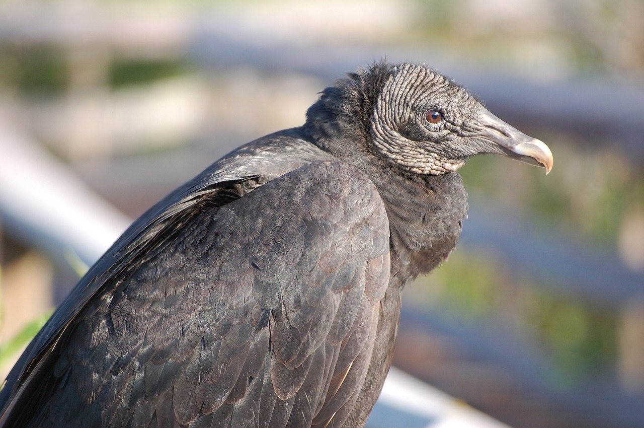 Image - black vulture bird wildlife nature