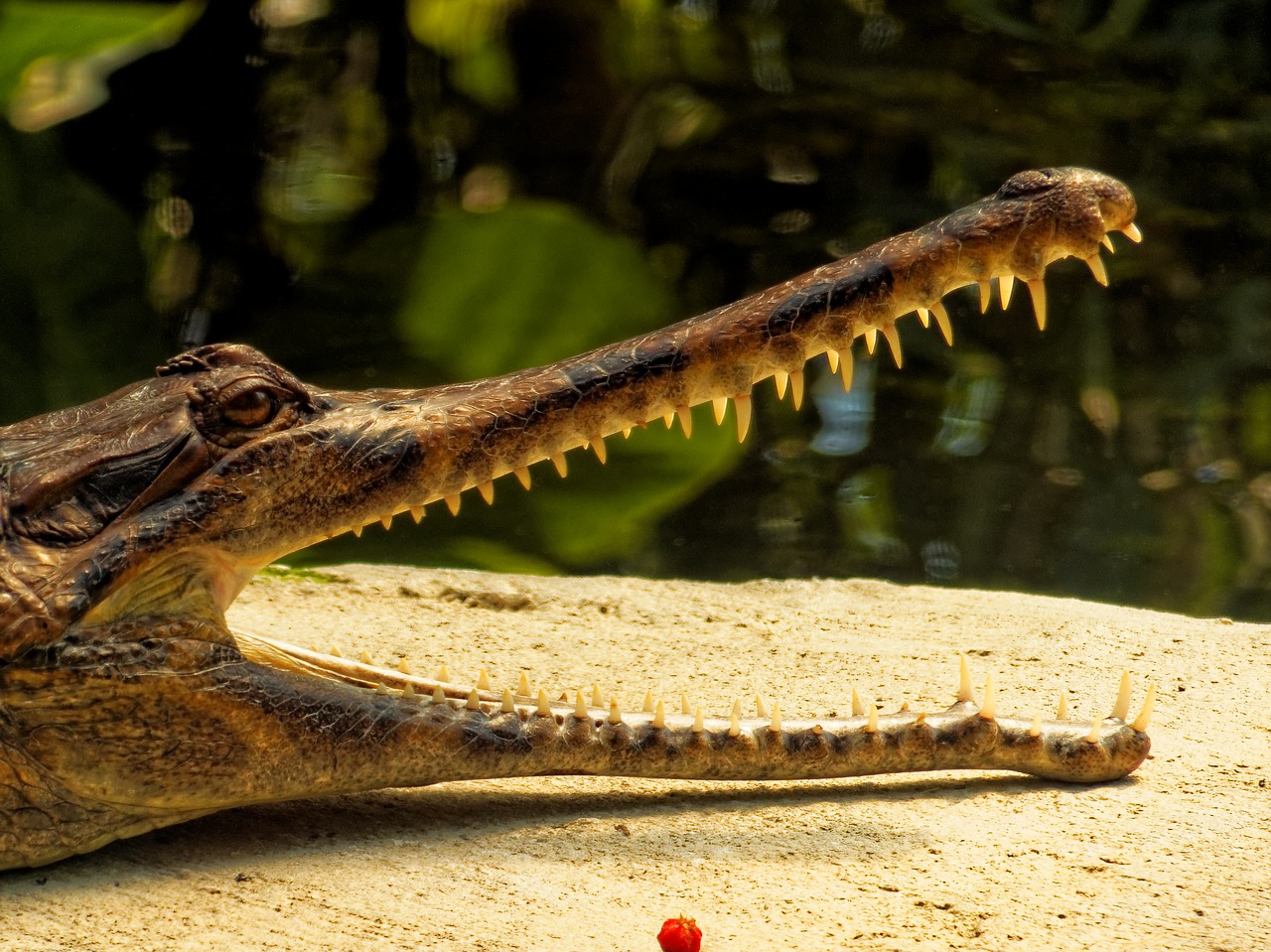 Image - nature animal crocodile lizard