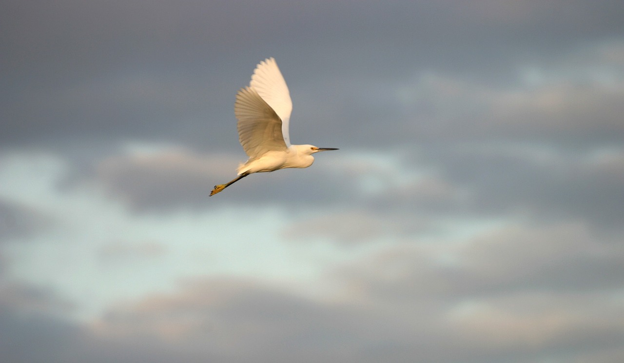 Image - snowy egret fly bird wildlife