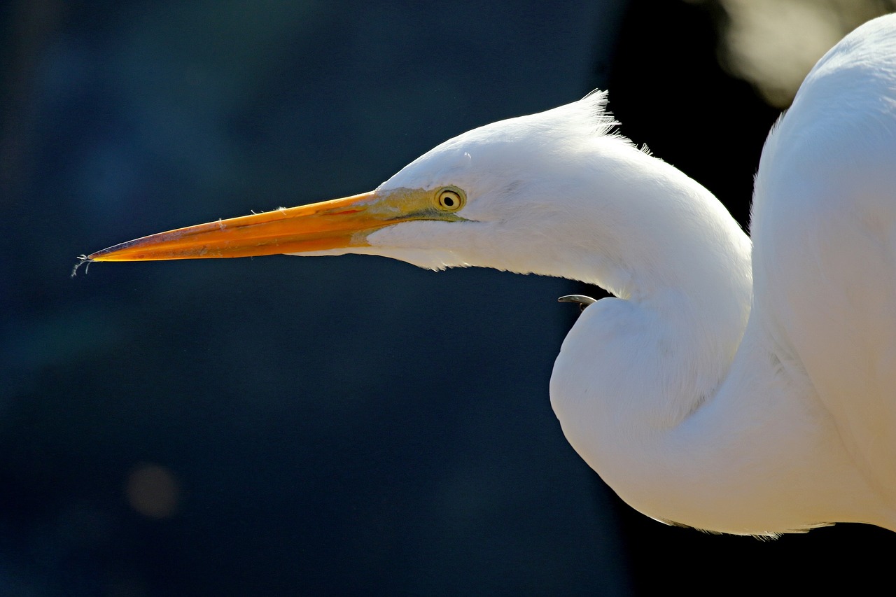Image - great egret waterfowl bird large