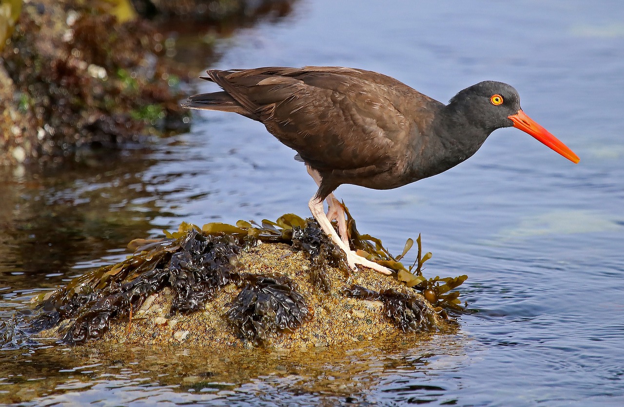 Image - black oystercatcher wildlife nature