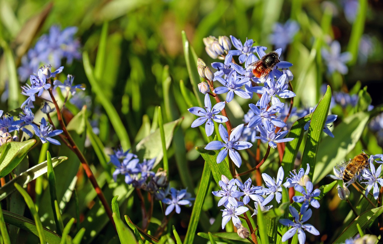 Image - blue star flowers bloom blue