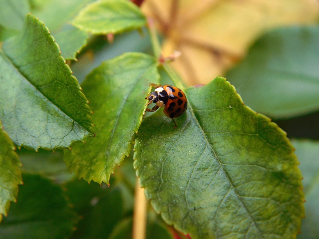 Image - ladybug lucky charm luck beetle