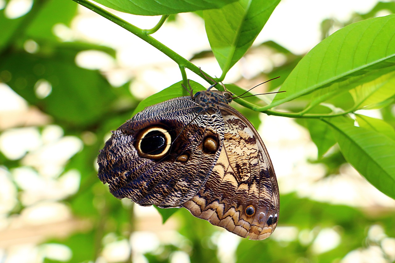 Image - butterfly nature insects mariposa