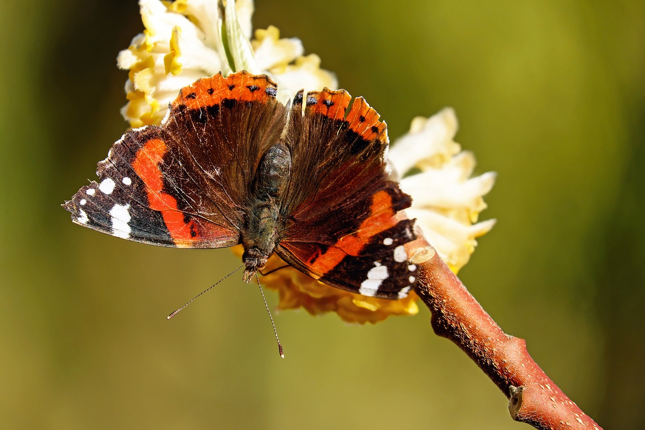 Image - butterfly admiral edelfalter insect