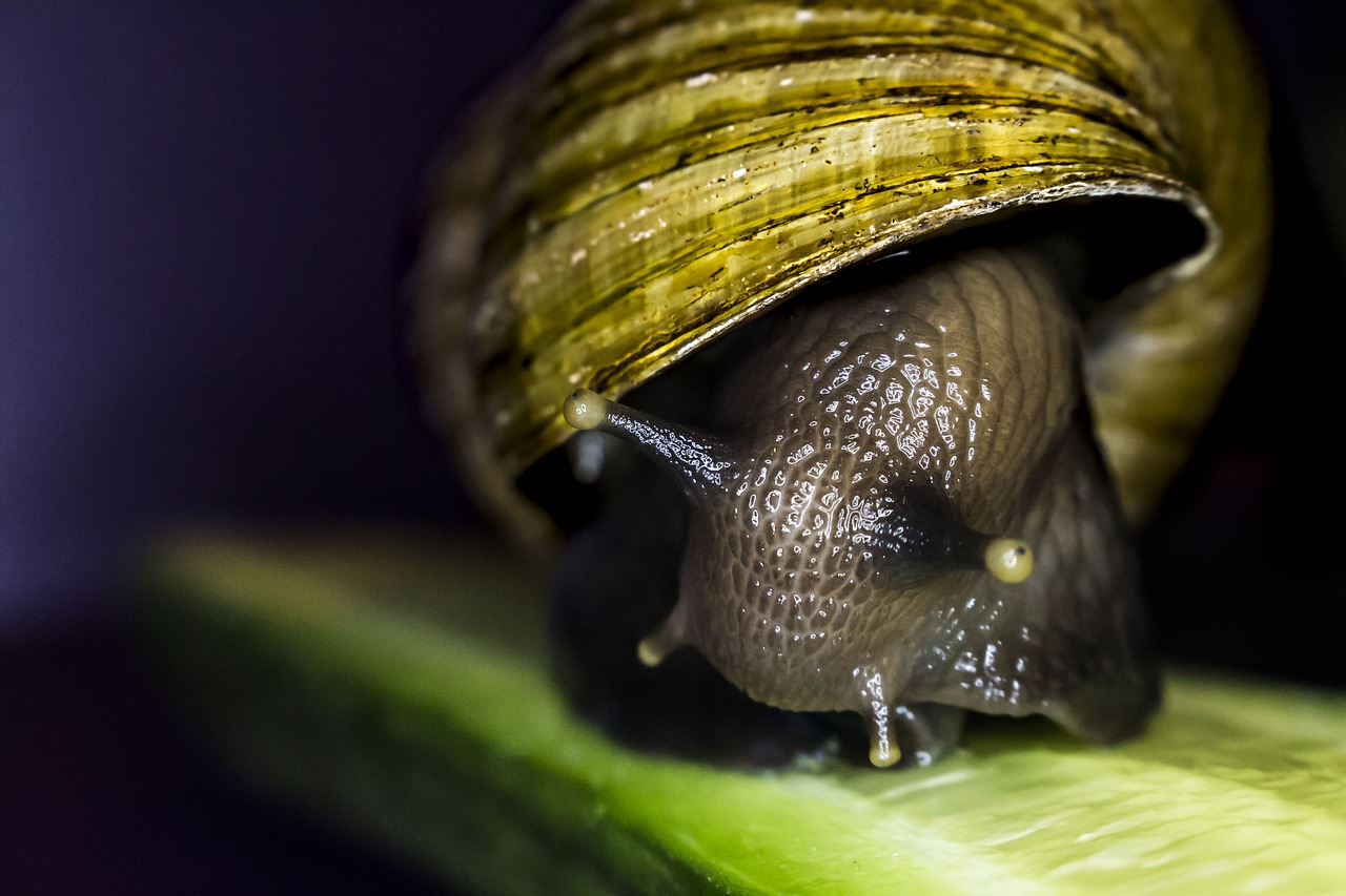 Image - snail pet animal shell slow