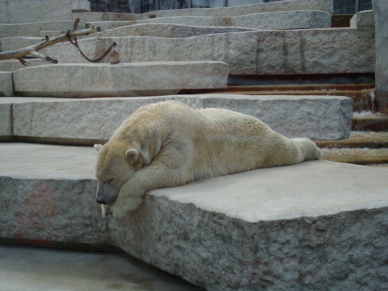 Image - bear lazy sleep zoo animals