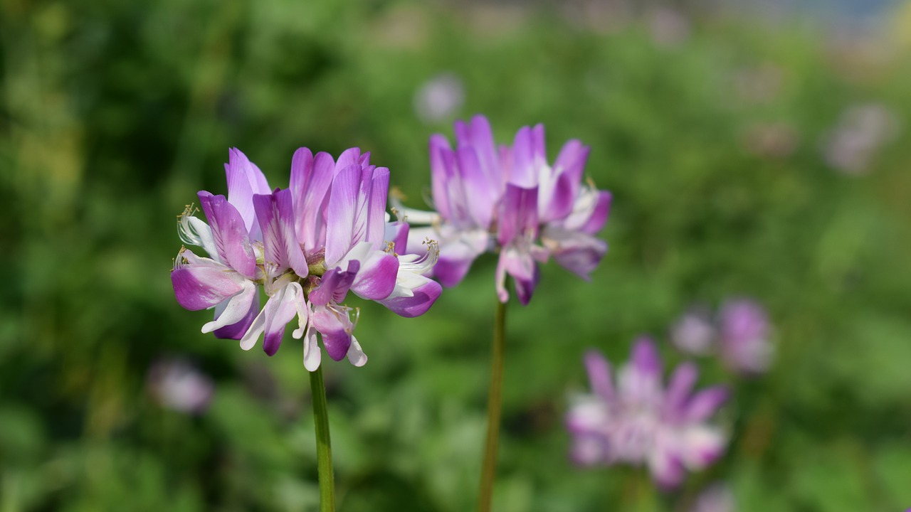 Image - ye tian wild flowers macro