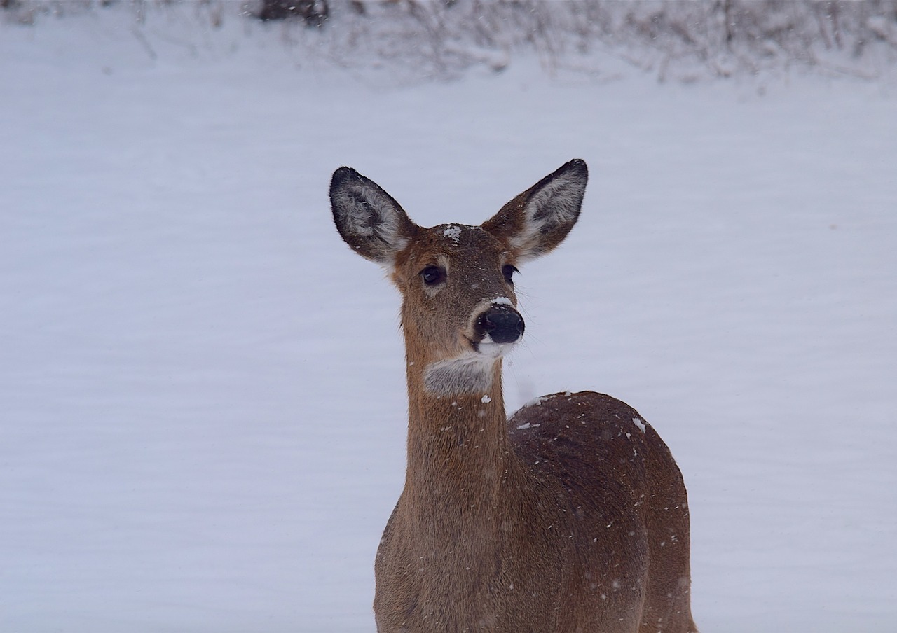 Image - deer snow beautiful doe park