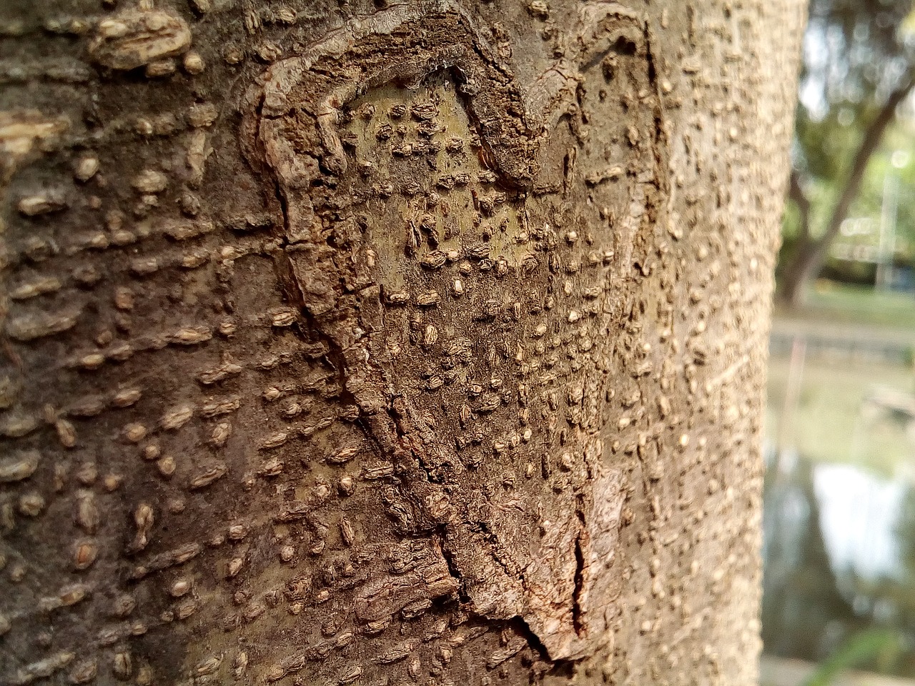 Image - heart tree bark wooden carving