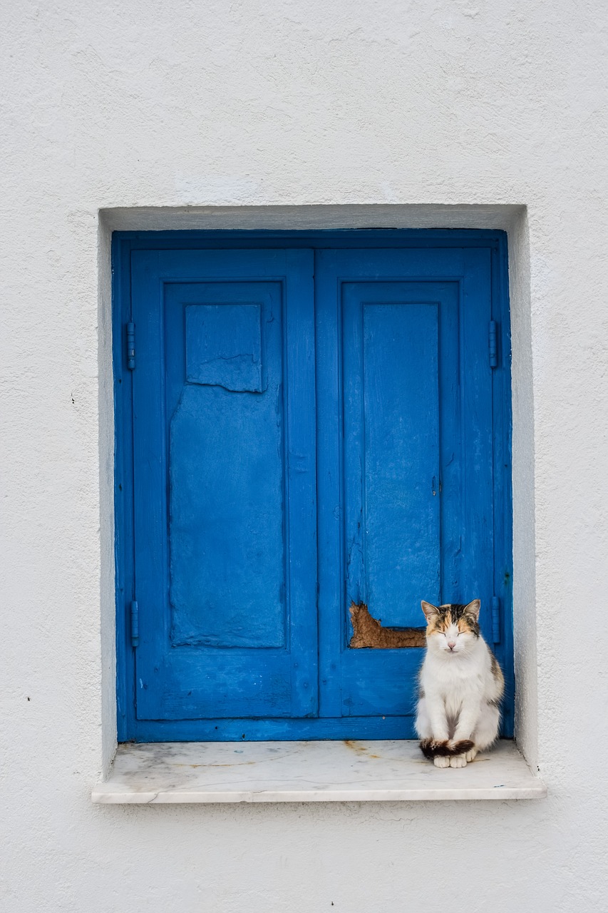 Image - cat cute animal resting kitty
