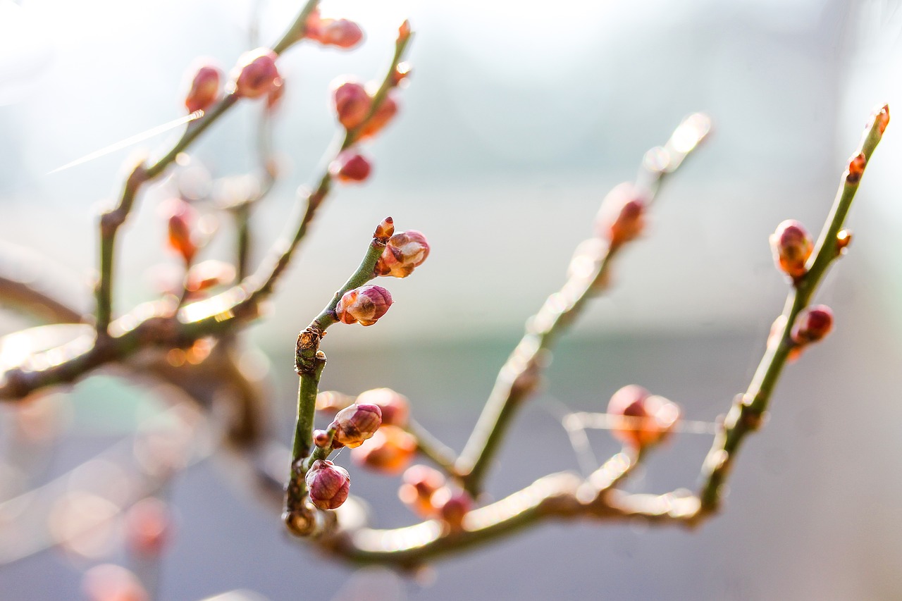 Image - prunus mume dwarf almond bud