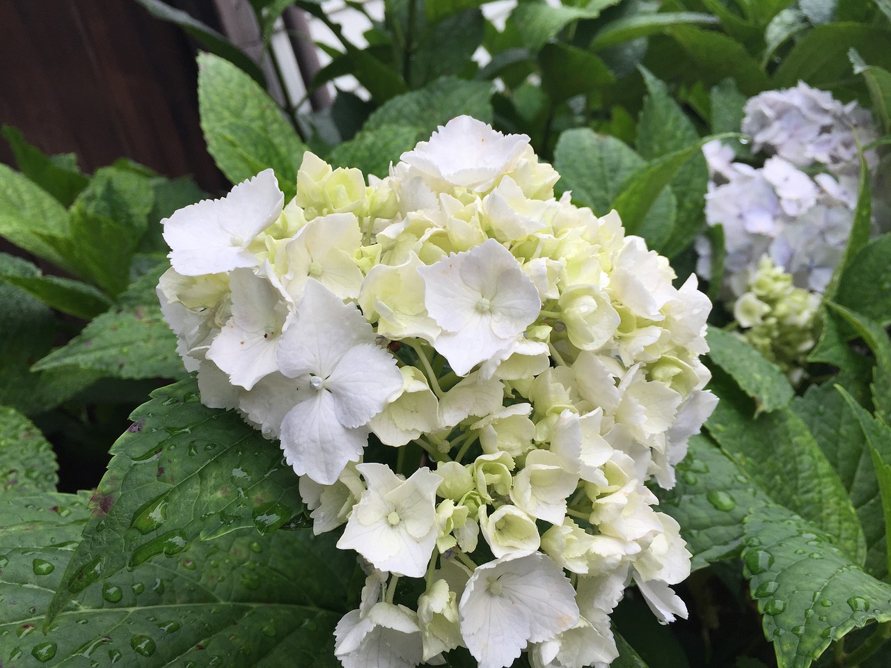 Image - hydrangea may flowers