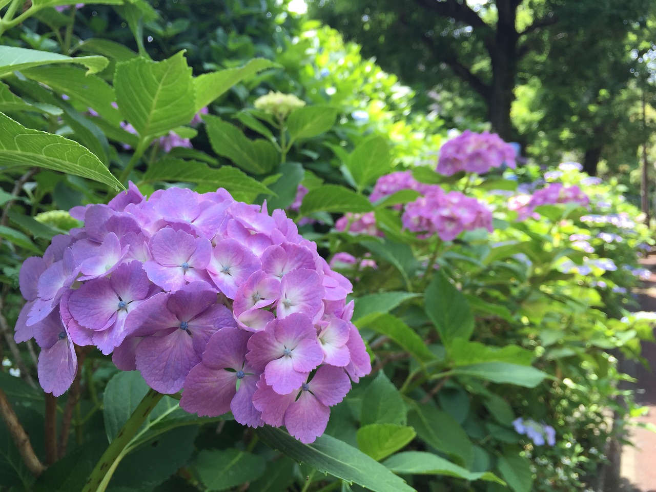 Image - hydrangea a sunny day after the rain