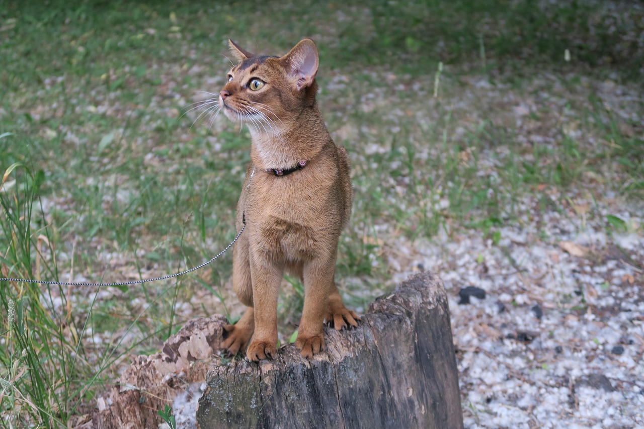 Image - kittens abissintsykoshki