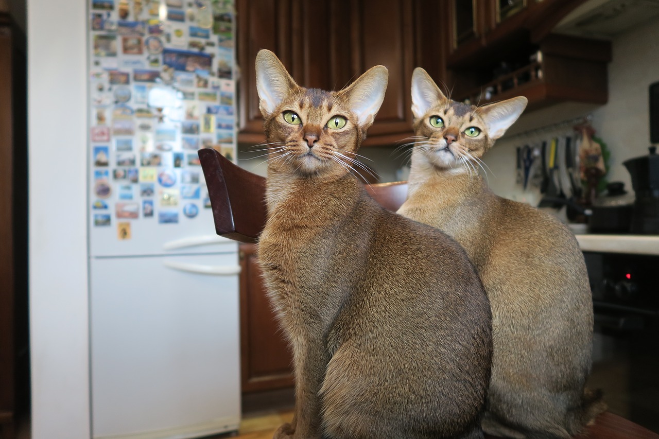 Image - kittens abyssinian cat