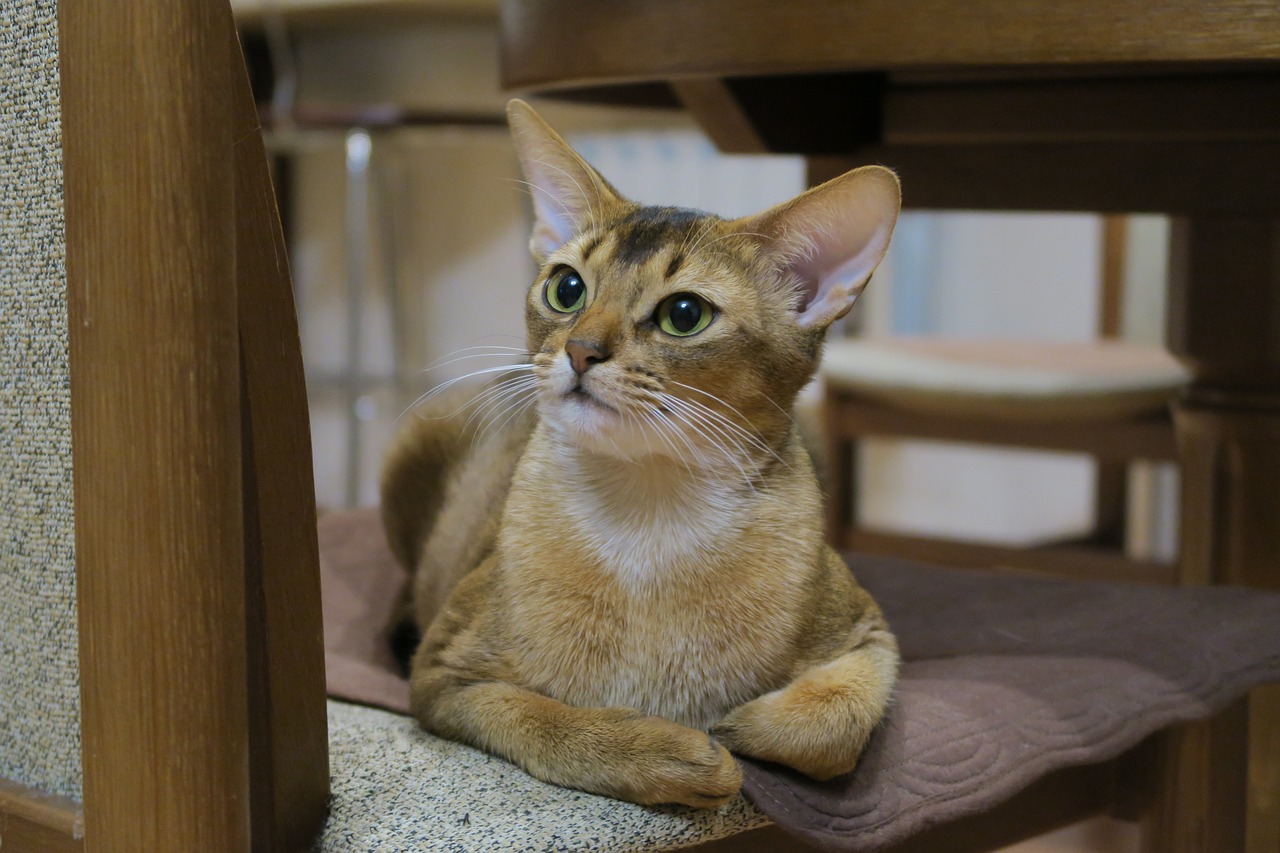 Image - kittens abyssinian cat