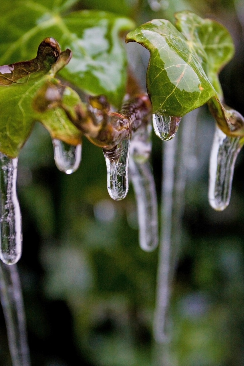 Image - frost ivy ice winter mood frozen