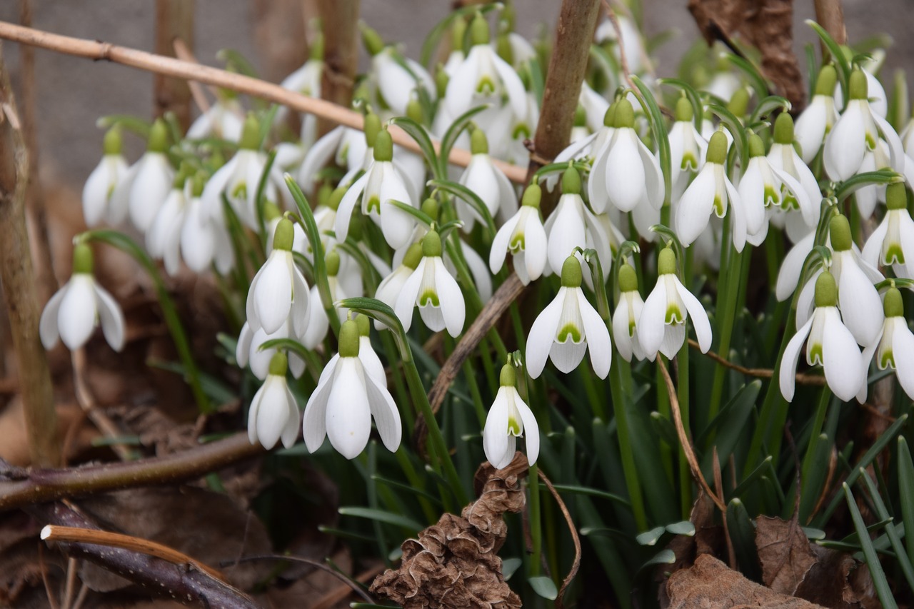 Image - snowdrop spring signs of spring