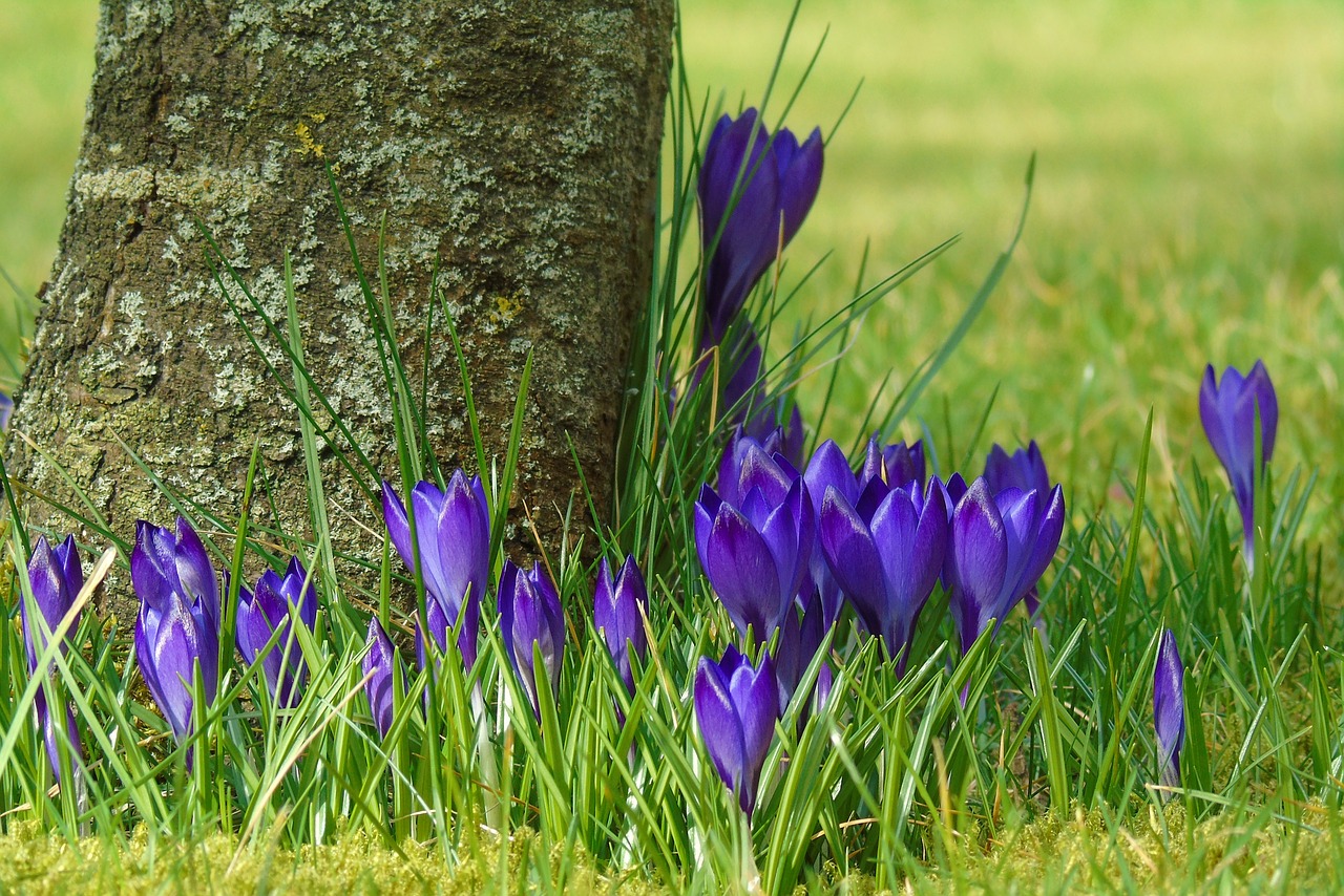 Image - crocus blue garden spring flower