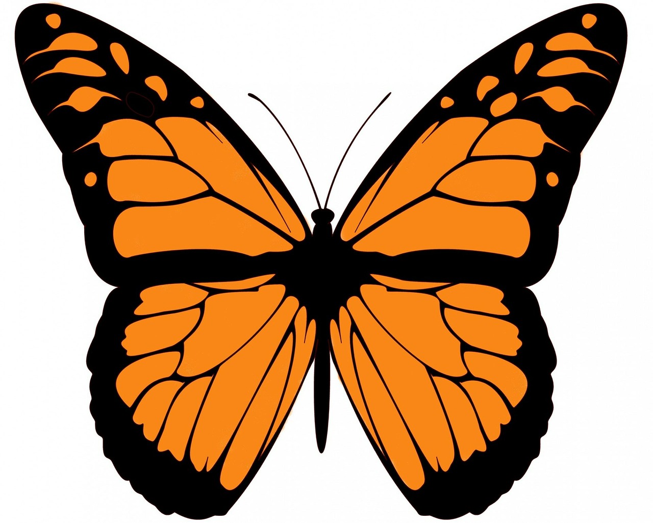 Image - monarch butterfly large beautiful