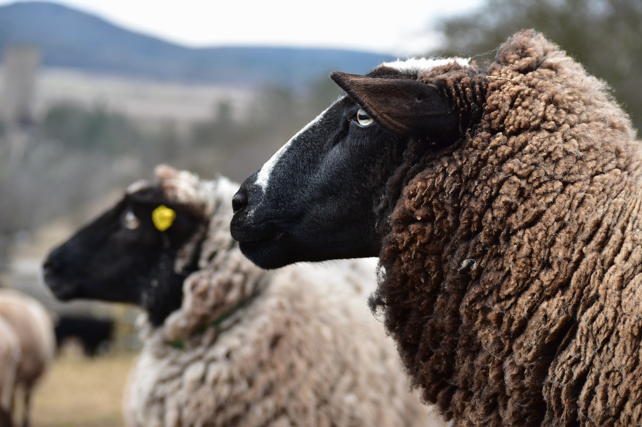 Image - sheep wave pasture home animal