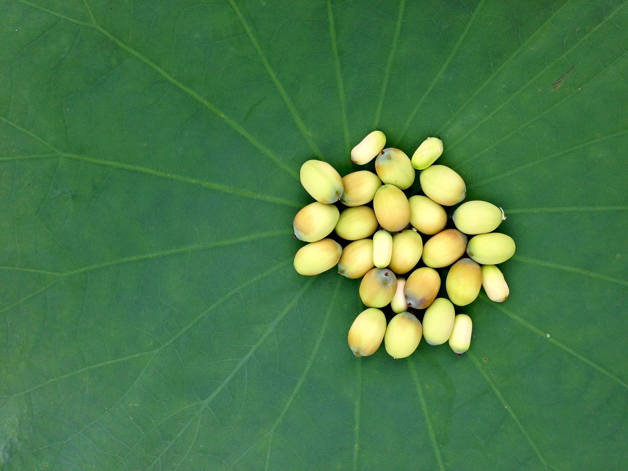 Image - lotus seeds lotus seed food flower