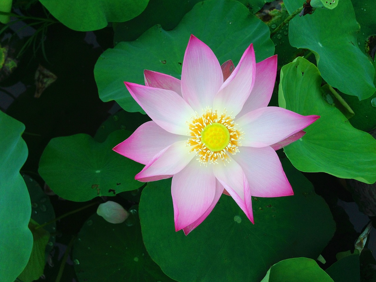 Image - lotus flower green plant bloom