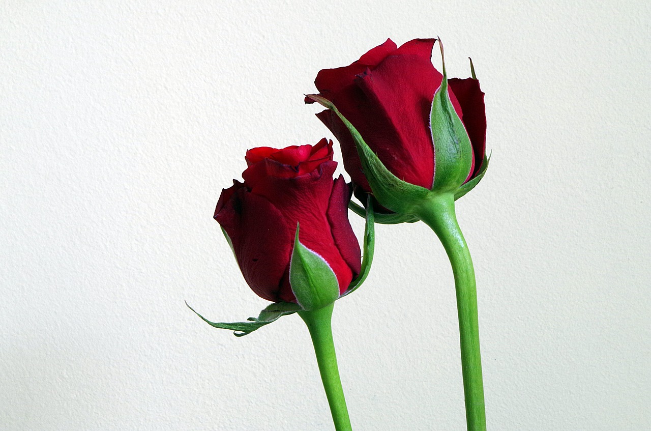 Image - flowers red roses composition