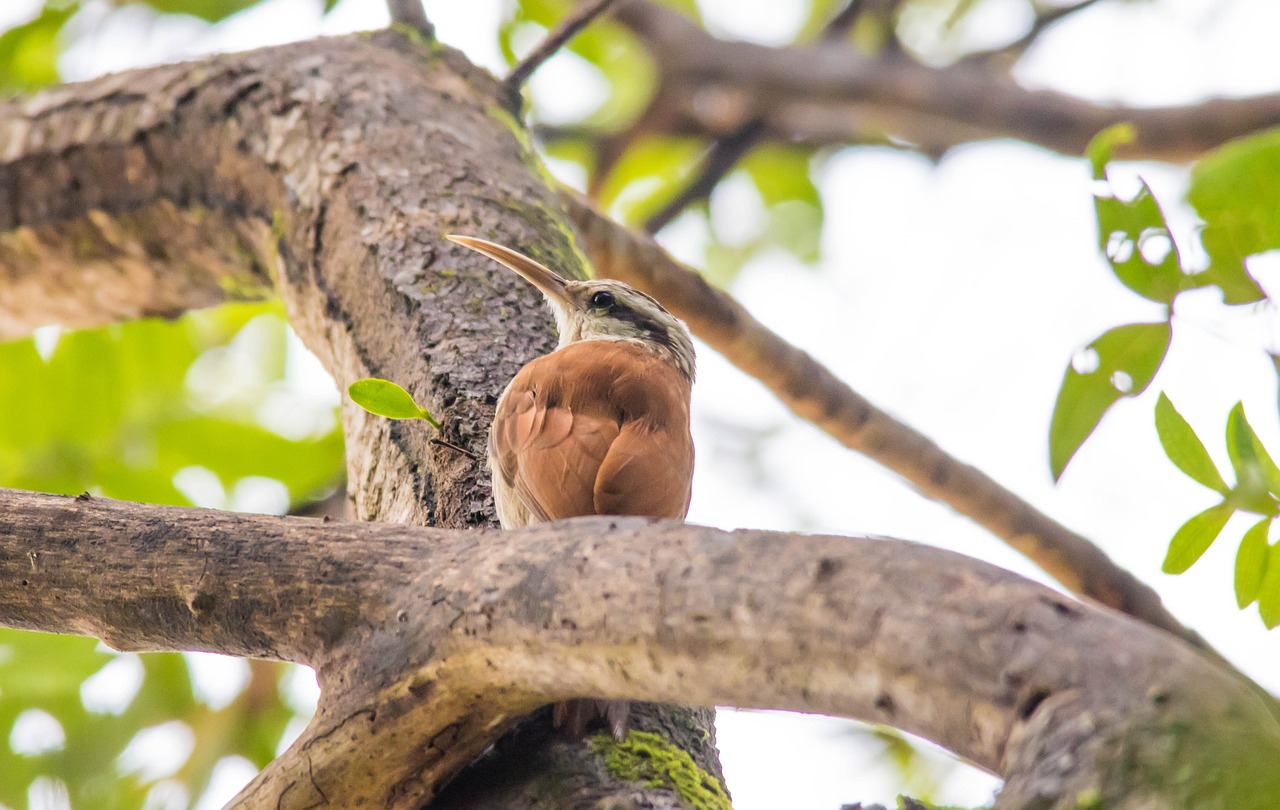 Image - bird nature tropical birds birdie
