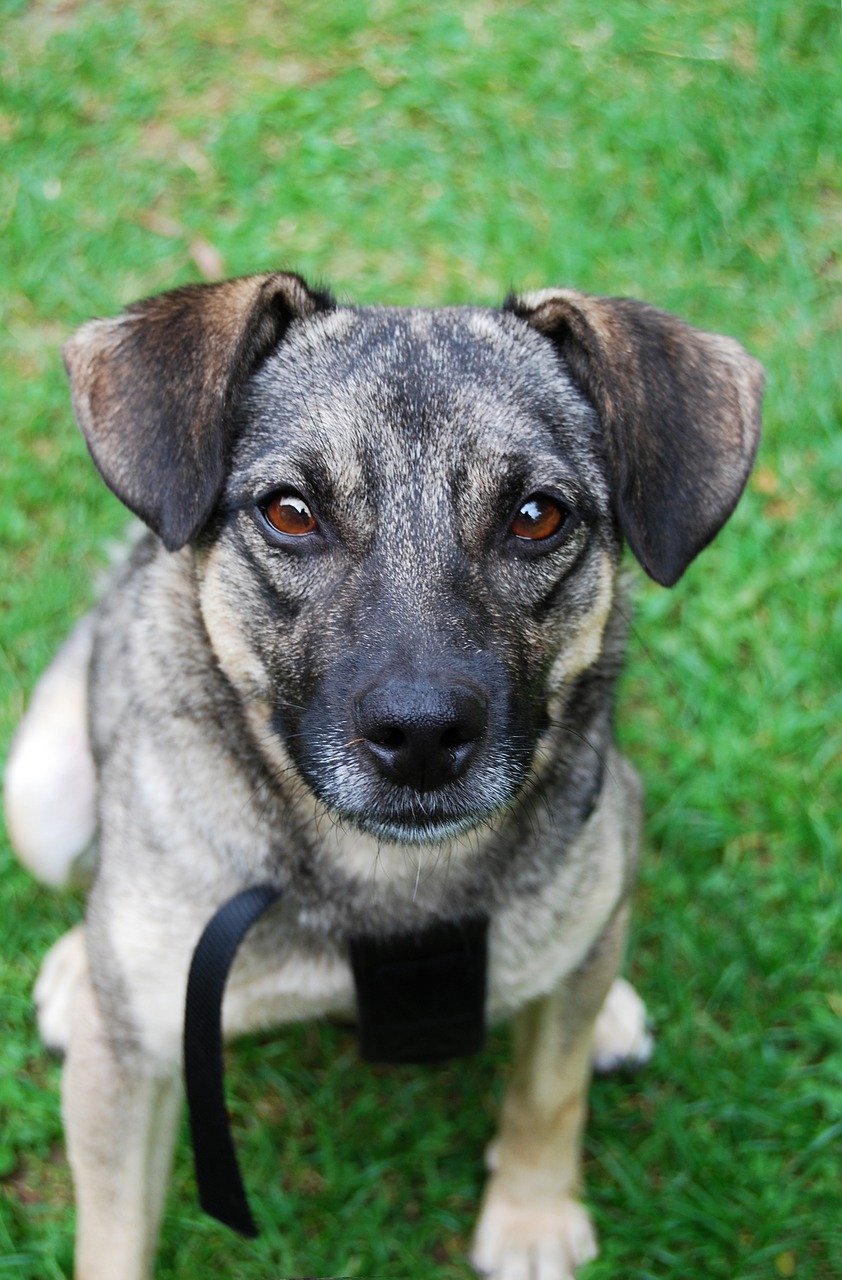 Image - dog hybrid portrait good eyes