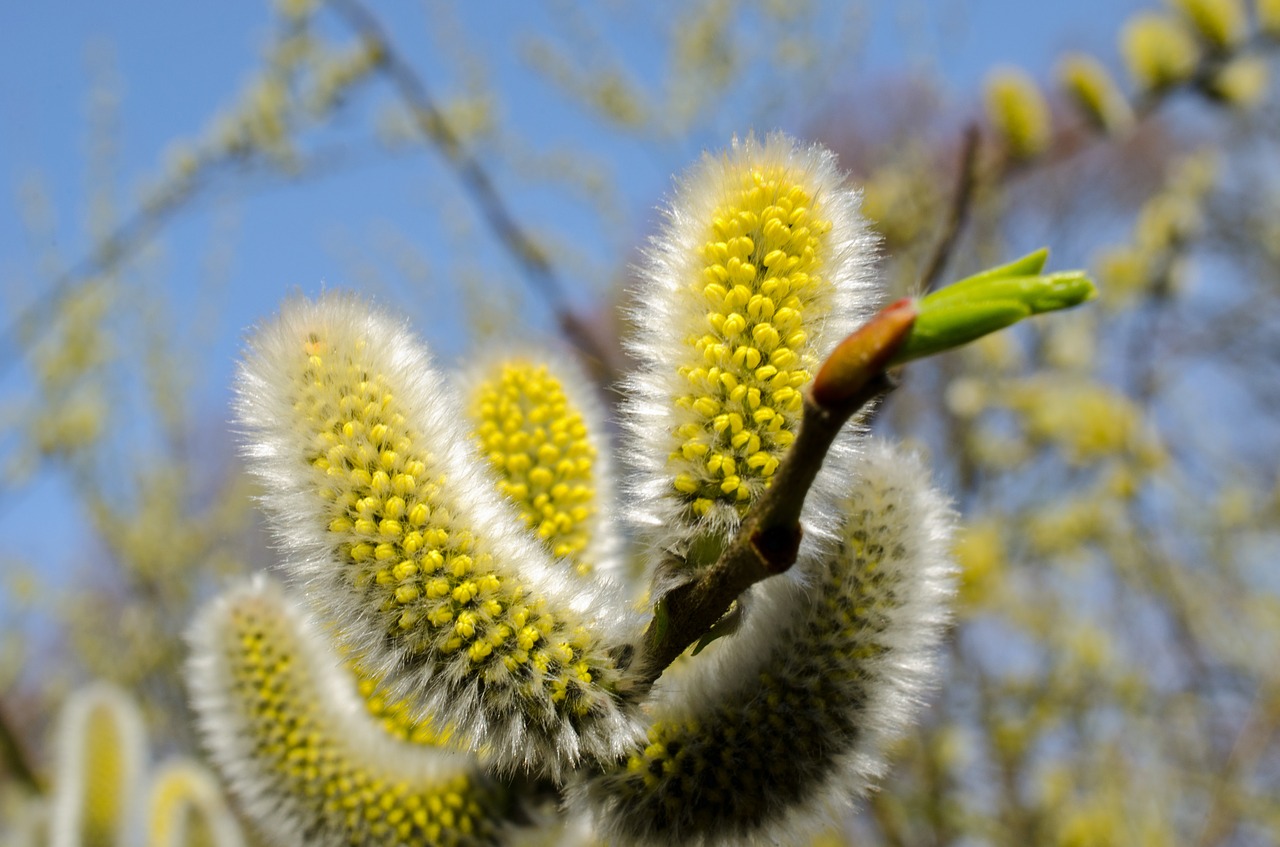 Image - pussy willow spring summer pollen