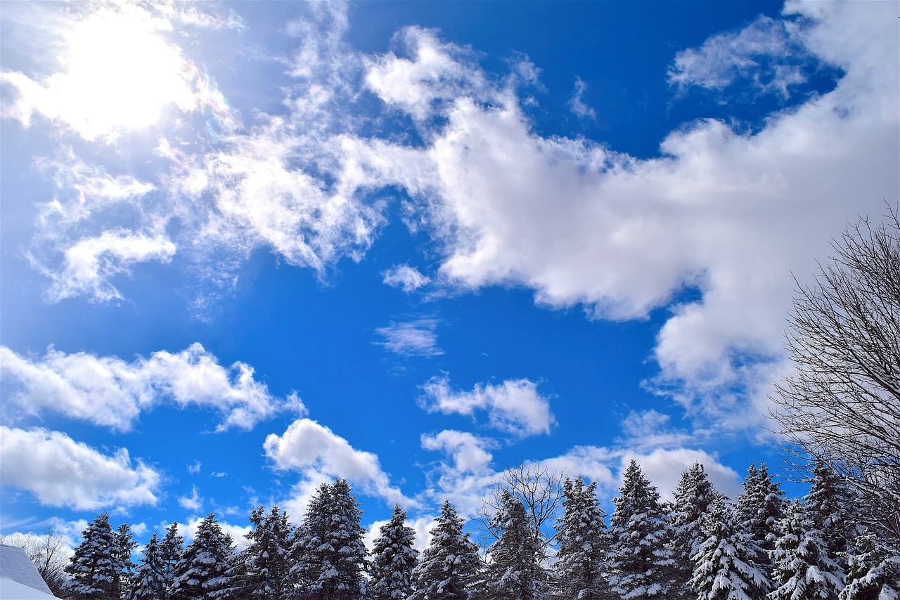 Image - snow trees pine sky winter season