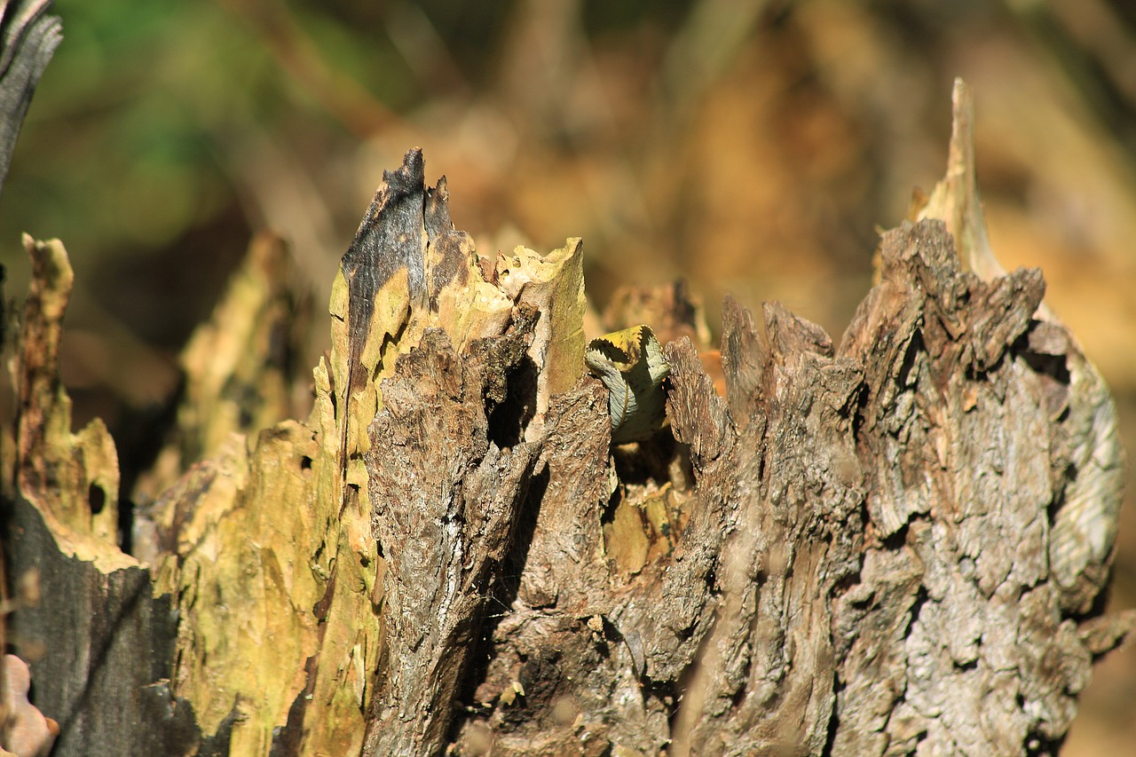 Image - bark branch old wood tree bark