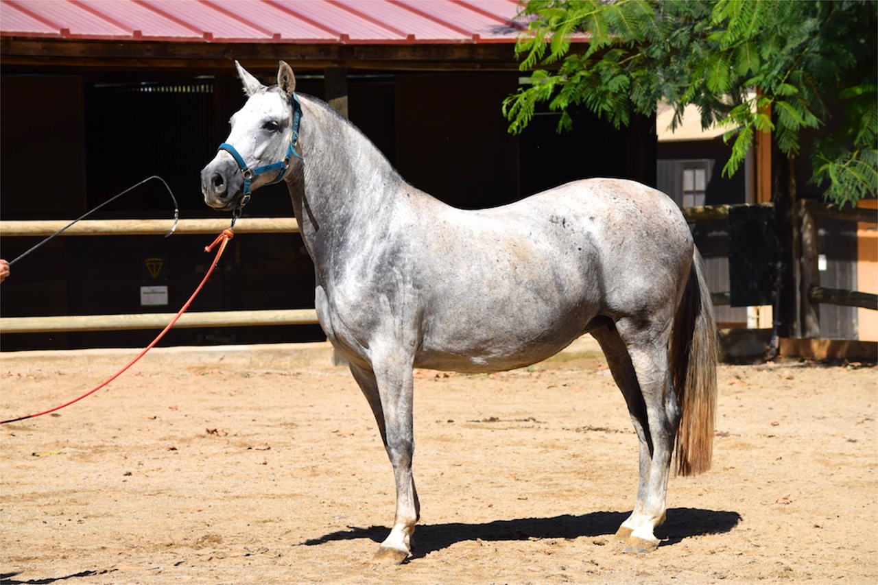 Image - andalusian andalusian horse horse