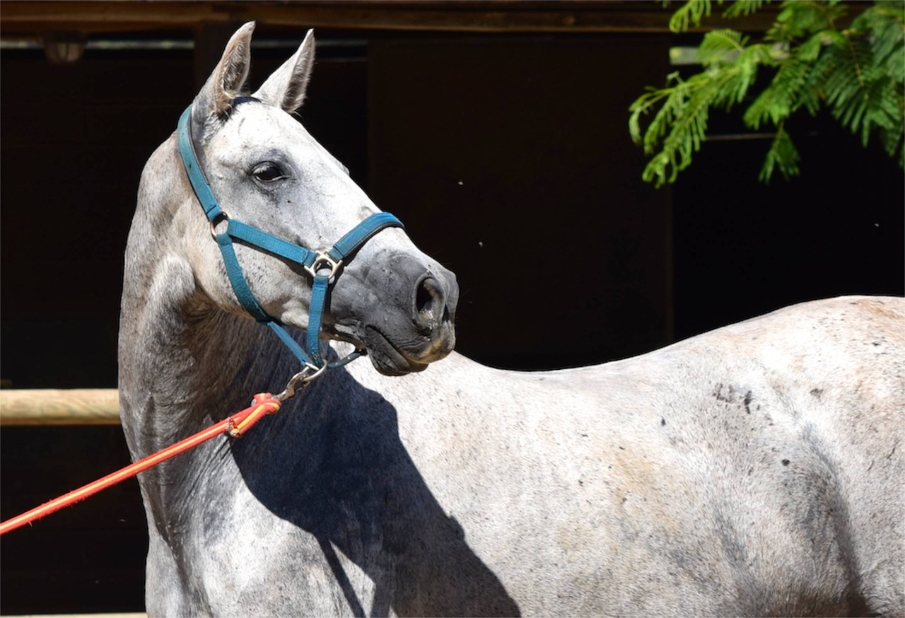 Image - andalusian andalusian horse horse