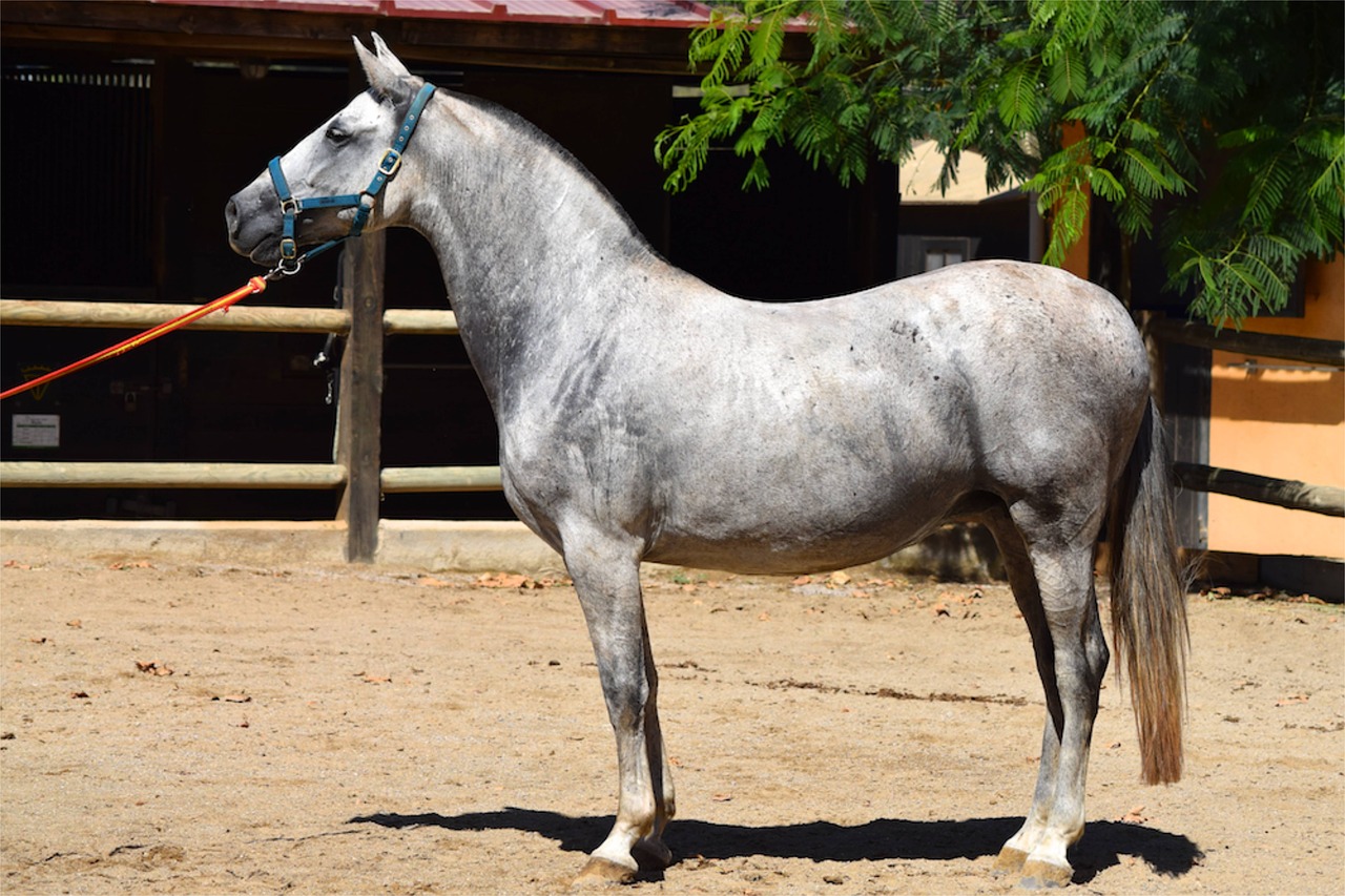 Image - andalusian andalusian horse horse