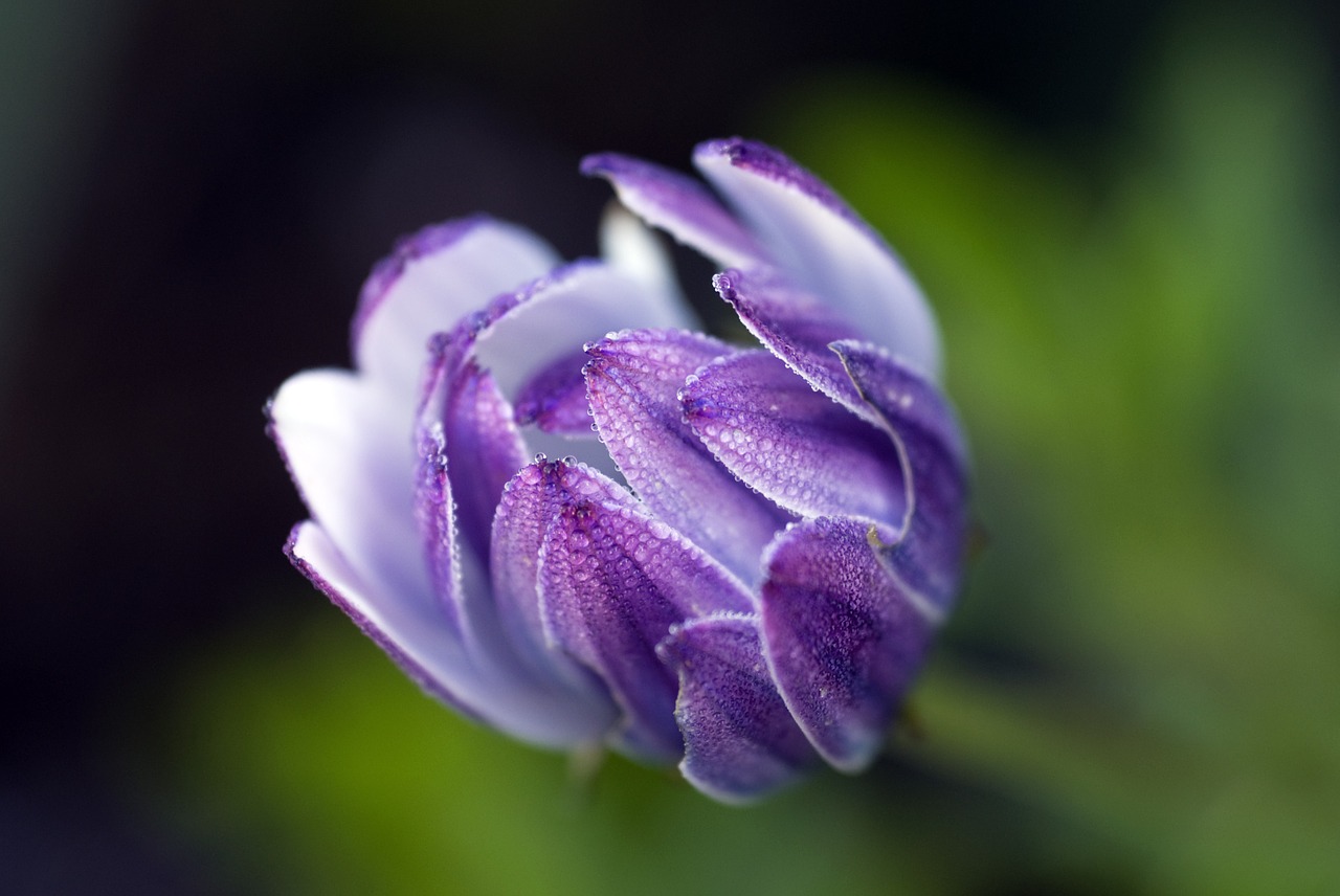 Image - african daisy osteospermum