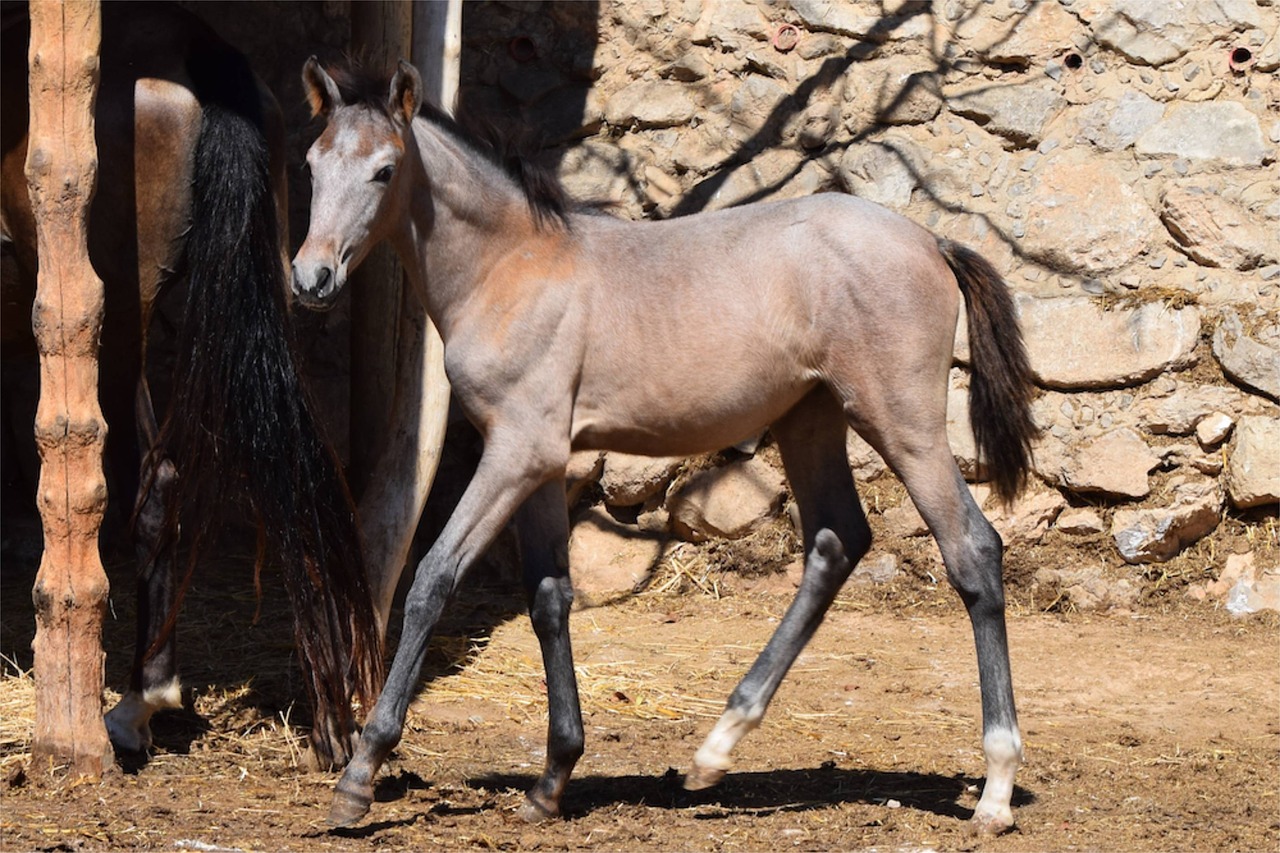 Image - foal horse andalusian spanish