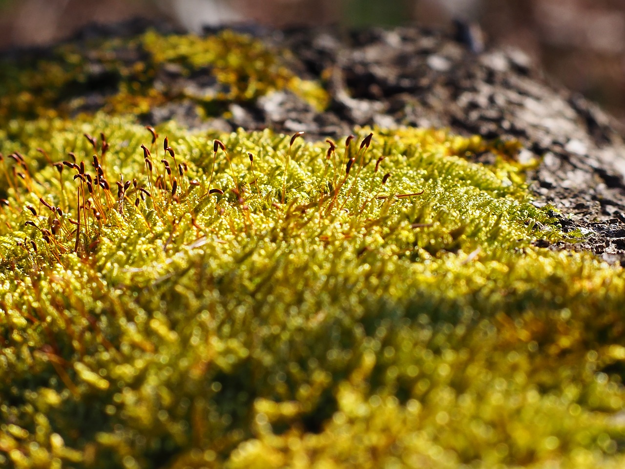 Image - moss log nature fouling green