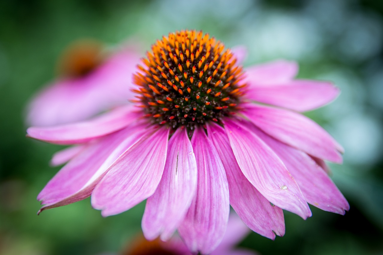 Image - echinacea purpurea flower blossom