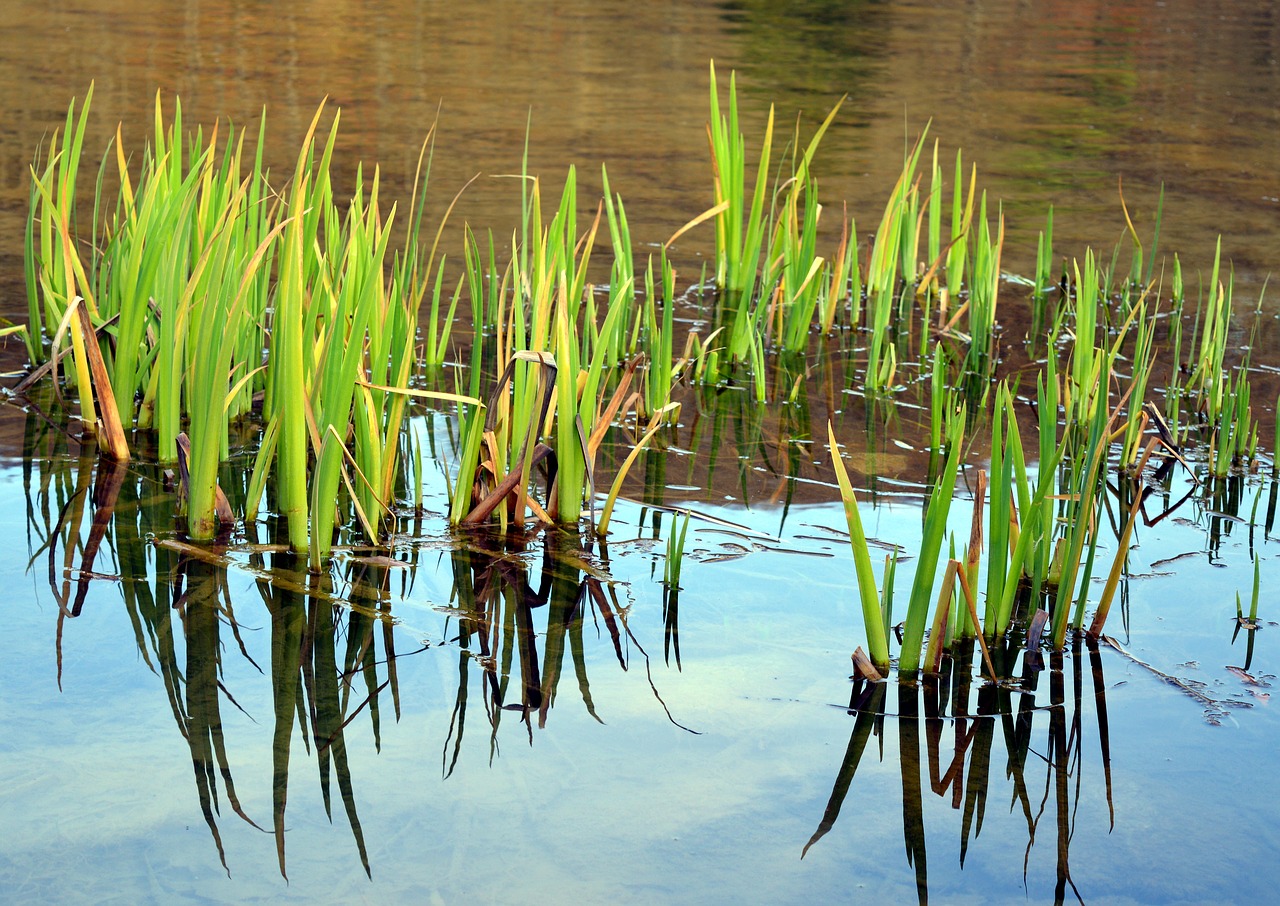 Image - marsh iris aquatic plant