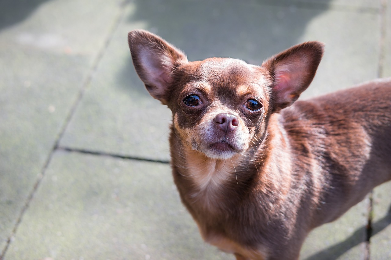 Image - chihuahua dog chiwawa view look